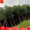 小葉樟樹基地批發 米徑12公分光桿樟樹
