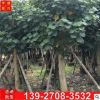 弓背樹 廣東黃槿樹基地供應各種規格