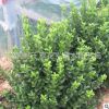 綠籬工程苗 常年綠化膠東衛(wèi)矛