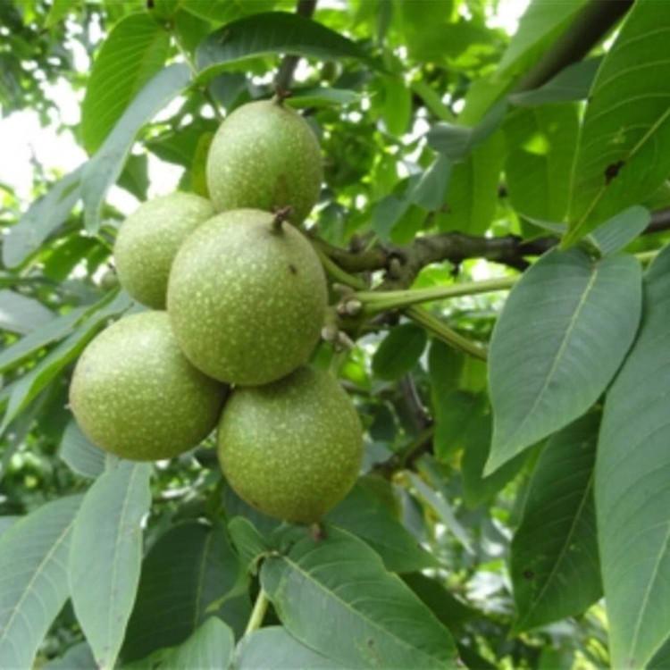 核桃樹