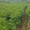 大量15-25cm大規格無患子苗木