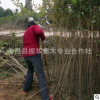 批發(fā)高桿女貞 大葉女貞 工程綠化喬木 大葉女貞量大價(jià)優(yōu)