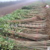 批發(fā)工程綠化苗 大葉女貞樹(shù) 盆栽庭院 園林綠化 行道樹(shù) 規(guī)格齊全
