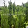 銷售清明墓地用柏樹(shù) 高速公路用柏樹(shù) 樹(shù)干直，四季常青 佑子孫