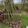 綠化苗木香樟樹(shù)庭院植物大小葉香樟樹(shù)四季常青驅(qū)蚊植物南北方種植
