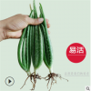 庫拉索蘆薈小苗盆栽 綠植新鮮蘆薈苗基地直供特價