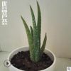 優品正宗庫拉索蘆薈苗美容鮮蘆薈蘆薈植物蘆薈盆栽苗