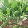 仙人掌批發(fā)正宗墨西哥米邦塔 可食用仙人掌 種植