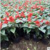 苗圃直供一串紅花苗 矮串紅批發(fā)景觀園林時(shí)令草花 青州產(chǎn)地