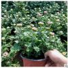 基地直供多頭菊獨(dú)本大麗菊耐寒案頭菊 景觀節(jié)慶菊花盆栽