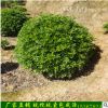 基地直銷綠化苗木常綠灌木海桐苗 海桐球 時間常青量大優(yōu)惠