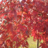 廠家直銷彩色樹紅楓 庭院別墅栽培景觀樹紅楓樹苗量大優惠