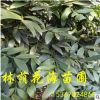 哪里有真的圣誕樹買 要多少錢一顆 農戶直銷綠化苗木寶塔型竹柏