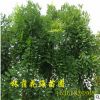 供應龍爪槐 湖南優質龍爪槐 垂槐樹 規格齊全 綠化苗木基地直銷