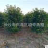 批發(fā)紅葉石楠柱子 湖南紅葉石楠柱高度1.5米