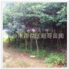 行道杜英樹苗胸徑5 6 7 庭院庭蔭 工程綠化防護(hù)樹