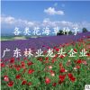 雞冠花假龍頭金雞菊金魚(yú)草金盞菊孔雀草觀花植物花海種子花卉種子