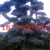 湖南長沙樂慧苗圃批發20-25-30-35造型欏木石楠樹 庭院園林植物