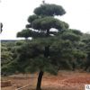 基地供應工程園林景觀造型黑松 規(guī)格多樣庭院可栽造型黑松批發(fā)