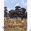 批發(fā)8-10公分紅花繼木樁、庭院景觀綠化樹造型紅花繼木樁