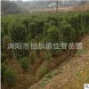 基地批發(fā)法國冬青柱 園林工程綠化苗木 行道籬笆墻四季常青冬青柱