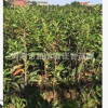 產(chǎn)地直供綠化苗法國冬青 珊瑚樹苗綠籬高0.8-1.8米