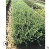 供應金邊六月雪苗 六月雪小苗園林綠化工程苗木批發(fā)廠家