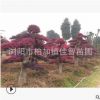 湖南苗圃基地批發(fā)紅花繼木樁 地徑18-20公分精品造型紅花繼木樁