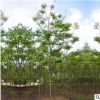 基地供應綠化喬木欒樹 黃山欒樹批發(fā) 行道林蔭防護樹 欒樹