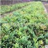 湖南苗木批發十大功勞綠化樹苗庭院小區園林綠化四季常青庭院植物