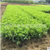 長期供應園林綠化苗木灌木球大葉梔子 工程園林綠化苗木大葉梔子