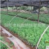 苗農基地春鵑小苗 工程綠化苗木春鵑 綠化景觀苗木批發