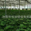 苗木基地供應八角金盆苗 工程綠化苗木株高30-60cm 盆栽八角金盤