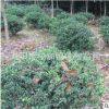 基地批發龜甲冬青球 工程綠化苗木灌木 常綠型苗木 龜甲冬青苗