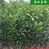 移栽香泡柚子樹 文旦 基地批發 價格實惠 胸徑10公分-20公分