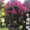 福建紫薇樹樁供應(yīng) 福建紫薇樹樁批發(fā) 福建紫薇樹樁報價