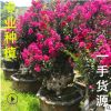 福建紫薇樹樁種植 福建紫薇樁景基地 福建紫薇樁頭古樁老樁批發(fā)