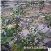 藍梅苗品種 種植優質藍梅苗品種 藍梅苗在什么時間栽培.