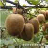 元寶楓樹現挖現賣量大優惠元寶楓樹可供南北方種植地栽元寶楓樹