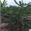 波姬紅無花果樹苗根系發(fā)達(dá)量大優(yōu)惠無花果樹苗地栽優(yōu)質(zhì)無花果苗
