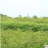 元寶楓樹苗現(xiàn)挖現(xiàn)賣易管理地栽元寶楓樹苗山東基地直銷元寶楓樹