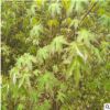 元寶楓樹苗直銷 大量供應(yīng)羊奶粉樹苗 山東元寶楓樹苗批發(fā)