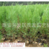 特優(yōu)綠花苗品種 大型綠花苗基地 綠化苗木 荒山綠化苗木.