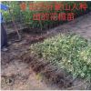 花椒樹苗地栽花椒樹南北方種植大紅袍花椒苗優質壯苗成活率高耐寒