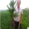 白皮松樹苗黑松苗耐寒松樹白皮松黑松栽植綠化造林樹種植物成活高