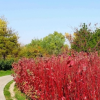 紅瑞木苗木地被景觀花卉紅瑞木街道公園景區綠化植物耐寒彩色坡地