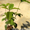 綠化苗木 四季桂花 桂花樹四季常綠 桂花苗盆栽 產(chǎn)地直銷 成活率