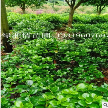 批發(fā)無刺構骨球 多種規(guī)格無刺構骨樹 構骨苗 樹形優(yōu)好 價格合理