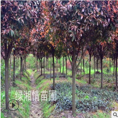 供應紅葉石楠樹 庭院彩葉綠化苗木 紅羅賓紅葉石楠樹苗 紅葉石楠