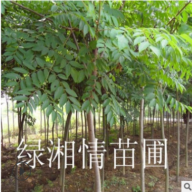 批發(fā)優(yōu)質苗木桂花樹 耐寒苗木八月桂 丹桂庭院樹 金桂花期長